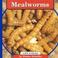 Go to record Mealworms