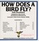 Go to record How does a bird fly?