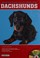 Go to record Dachshunds