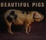 Go to record Beautiful pigs : portraits of fine breeds