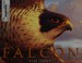 Go to record Falcon