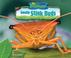 Go to record Smelly stink bugs