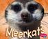 Go to record Meerkats